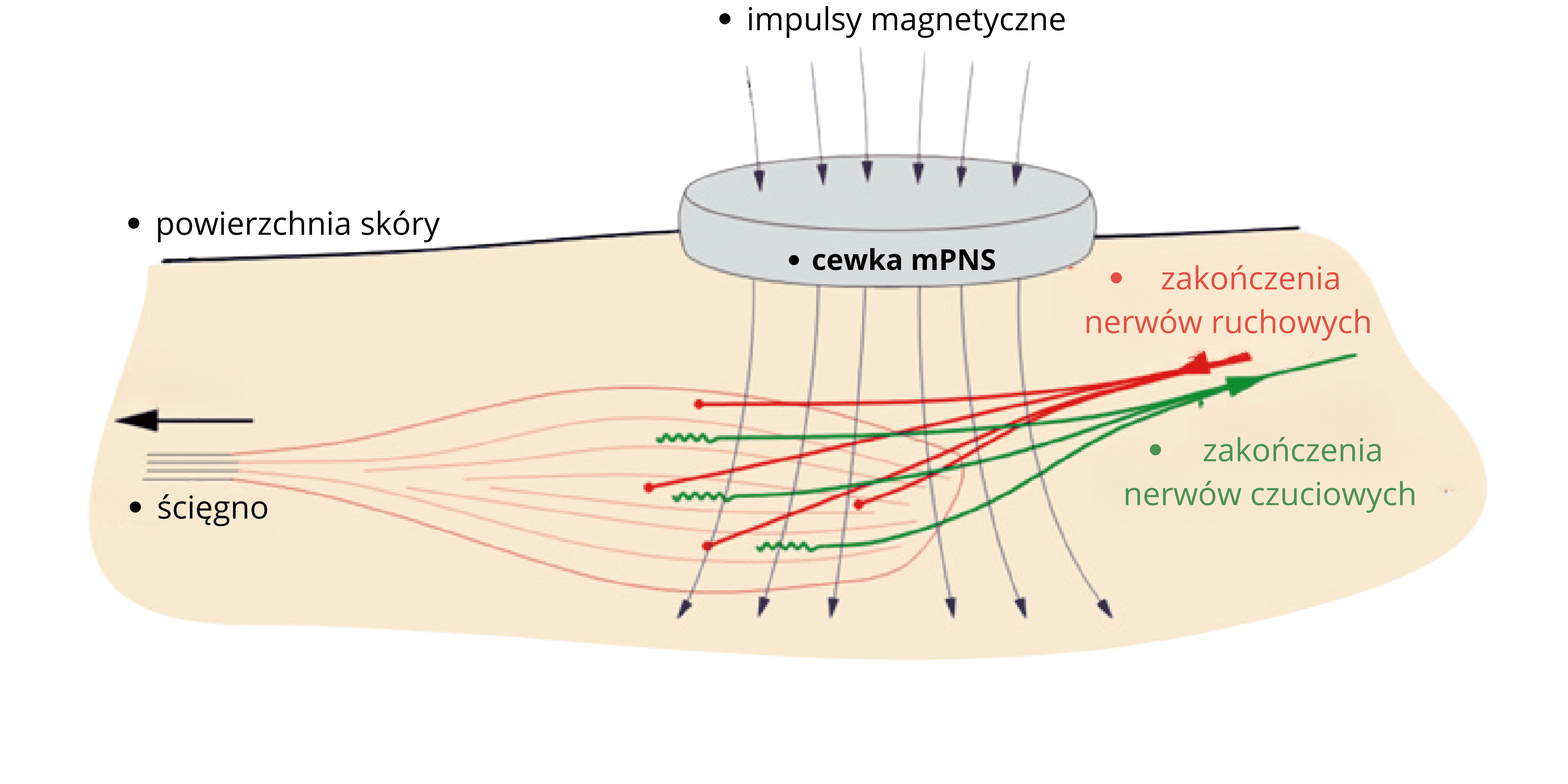 TPS therapy mechanism